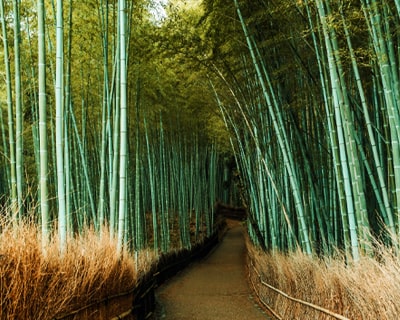 The four seasons in Japan