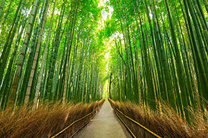 Arashiyama