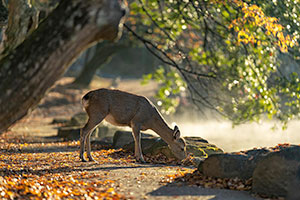 Nara Deer Park