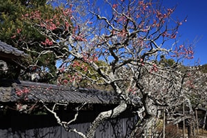 Kamakura