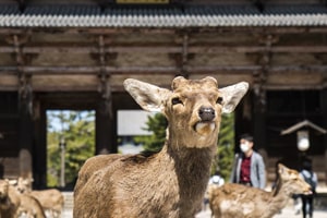 Nara