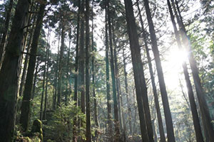 Yakushima Forest