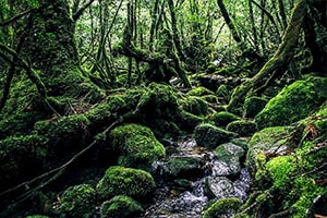 Yakushima Forest