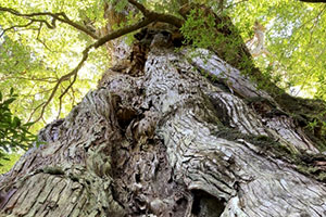 Kigensugi Cedar