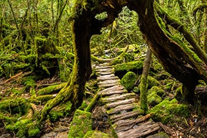 Shiratani Unsuikyo Ravine