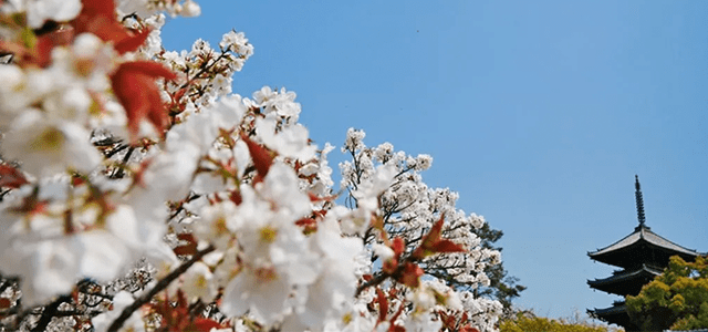 Kyoto's World Heritage Cherry Blossom Walking Tour from Kyoto st