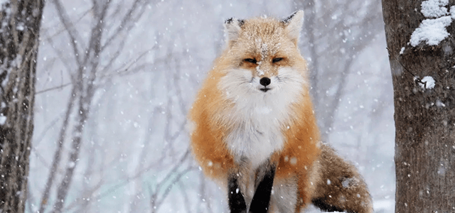 Zao Fox village 1Day Bus Tour with Fruits picking