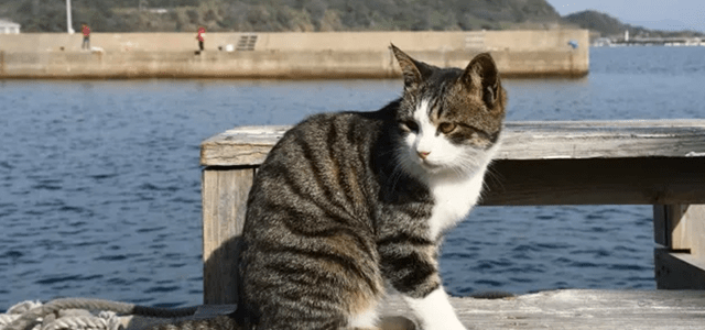 Cat Lovers Delight Explore Ainoshima Island Fukuoka