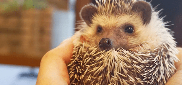 Hedgehog Cafe in Harajuku