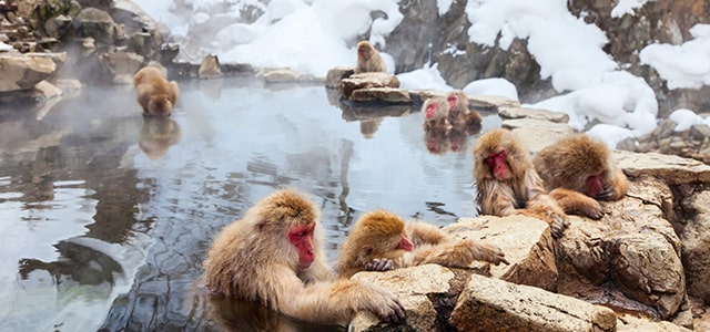 Snow  Serenity Japan Winter Retreat Tour