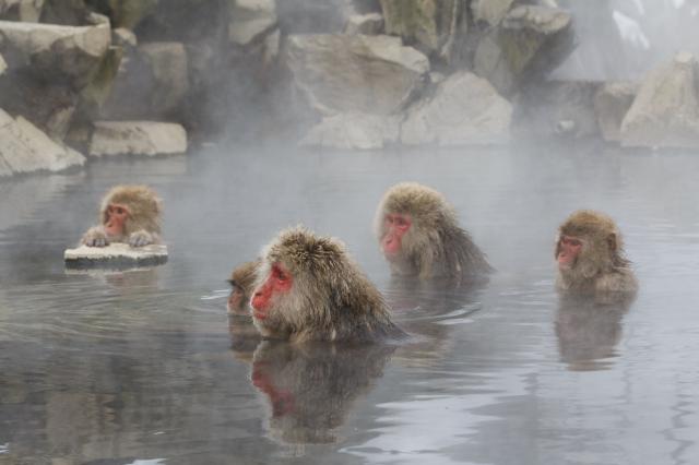 Jigokudani Monkey Park