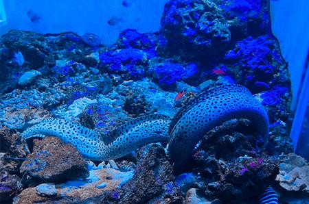 Kagoshima City Aquarium (Io World) and Jumbo mochi grill experience !!