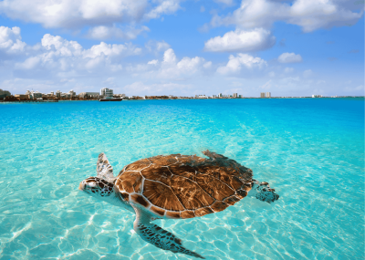 ​サンクスギビング​オールインクルーシブで全部込みのご褒美旅 ！ Hyatt Ziva 3泊4日 　#All Inclusiveオーシャンビュールーム
