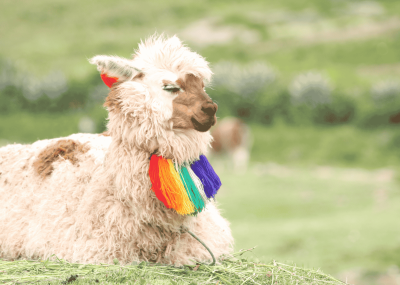 天空都市と白銀の鏡を巡る旅：マチュピチュ & ウユニ塩湖 6泊7日