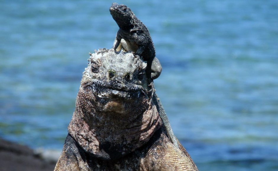 サンタクルスⅡ号 ガラパゴス諸島北側5日間クルーズ利用　エクアドル 7泊8日（土曜日発）