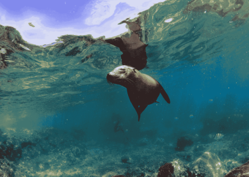 ガラパゴス諸島 フィンチベイホテル宿泊プラン3泊4日～ガラパゴス諸島（デイクルーズ2回）～