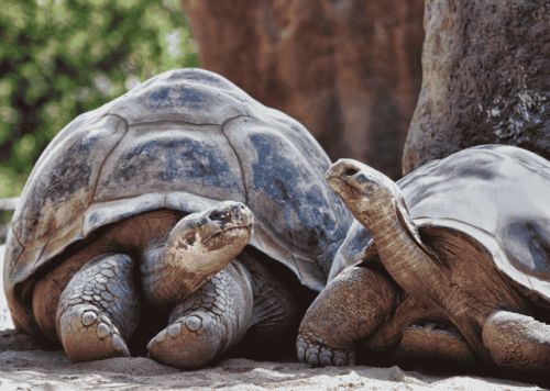 ガラパゴス諸島 フィンチベイホテル宿泊プラン3泊4日～ガラパゴス諸島（デイクルーズ2回）～