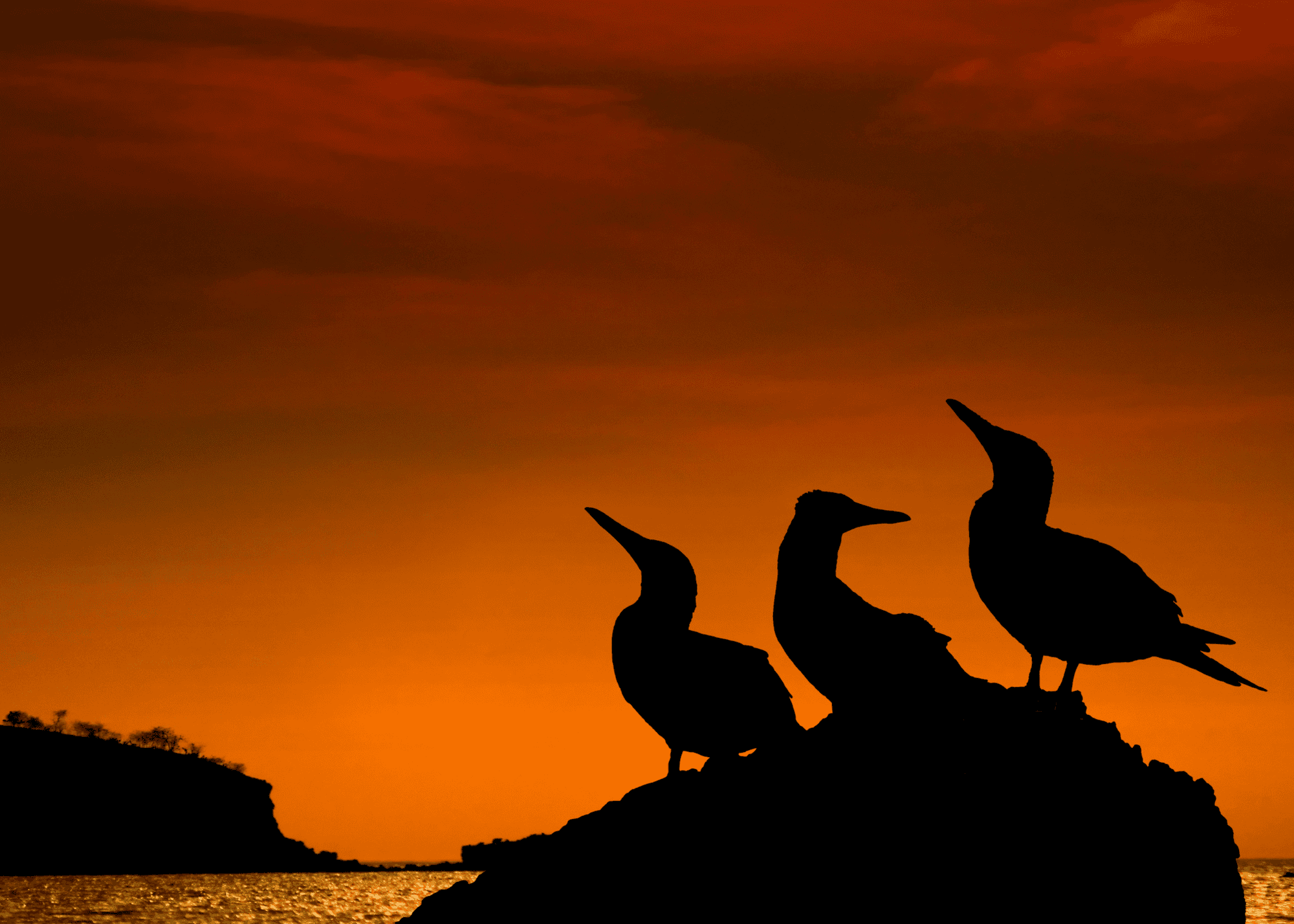 ガラパゴス諸島 フィンチベイホテル宿泊プラン3泊4日～ガラパゴス諸島（デイクルーズ2回）～