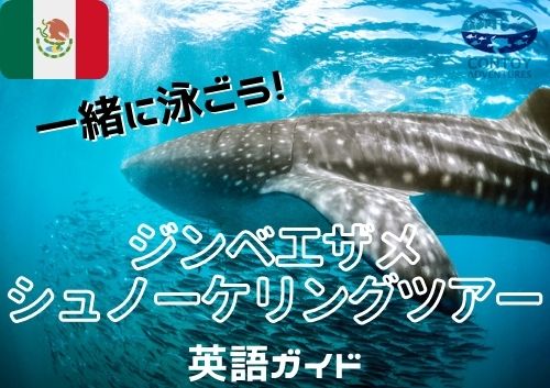 【2025年 期間限定6月～8月催行予定】カンクン発 ジンベエザメ　シュノーケリング＜英語ガイド＞