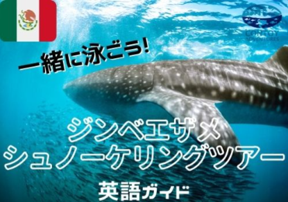カンクン発 ジンベエザメ シュノーケリング ＜英語ガイド＞基本プラン