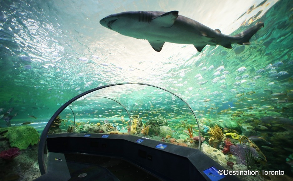 【チケット】リプリーズ水族館入場券