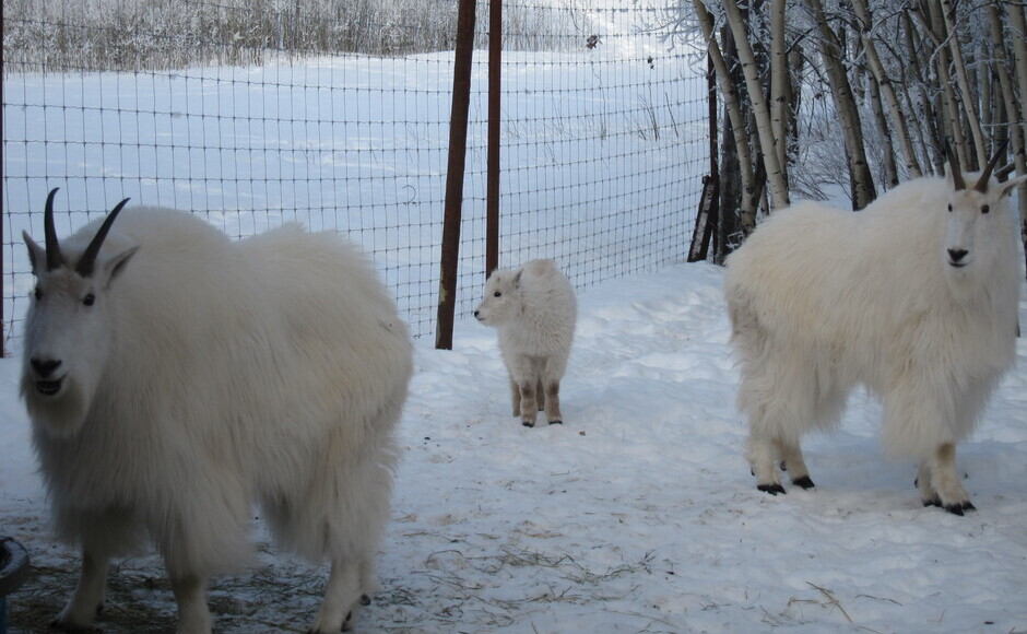 【英語】ユーコン野生動物保護区ツアー（11-4月）