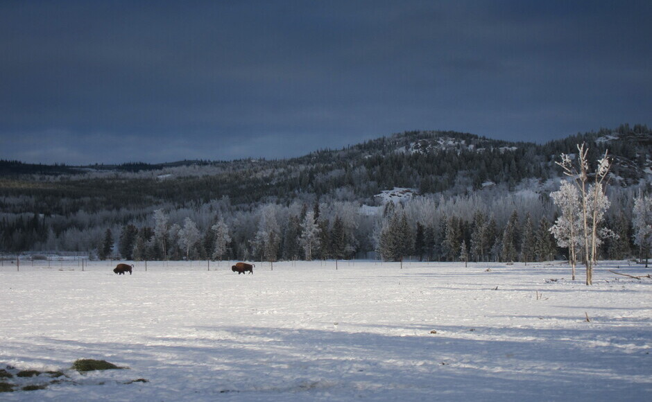 【英語】ユーコン野生動物保護区ツアー（11-4月）