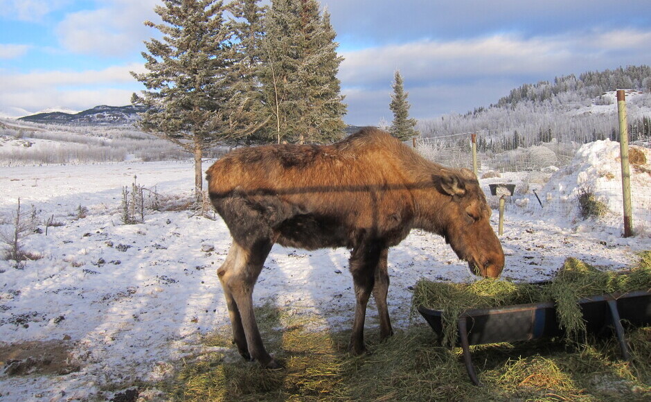 【英語】ユーコン野生動物保護区ツアー（11-4月）