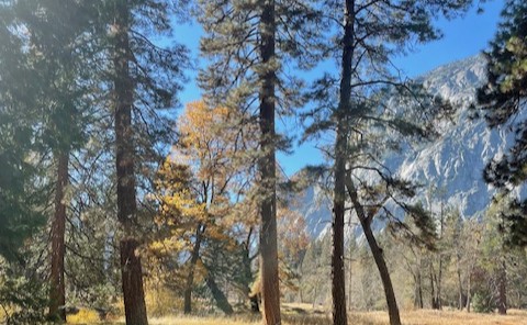 ヨセミテ国立公園観光ツアー｜サンフランシスコ発 / 日帰り / 日本語ガイド (セコイア トンネルビュー 他）