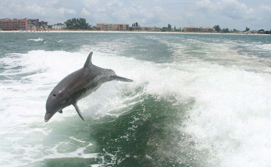 メキシコ湾 イルカ・ウォッチングツアー