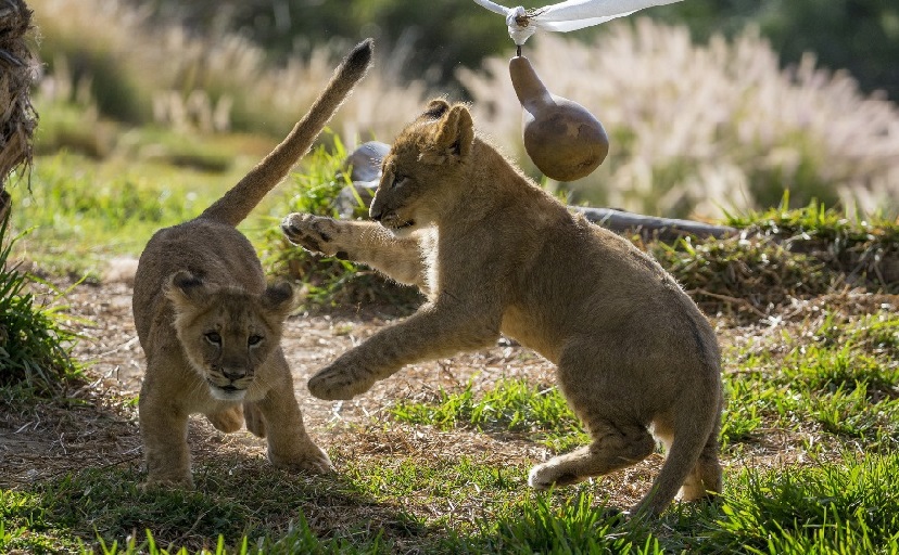 サンディエゴ動物園1日観光