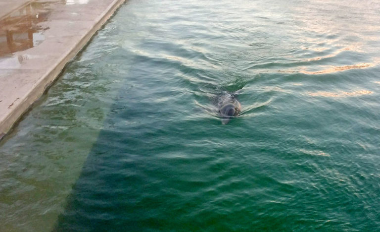 ジーヴァでは、何とイルカを飼っています